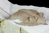 Large, Huntonia Lingulifer (Rare Species) - Oklahoma #68663-4